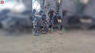 В Африке показали танцующий кактус